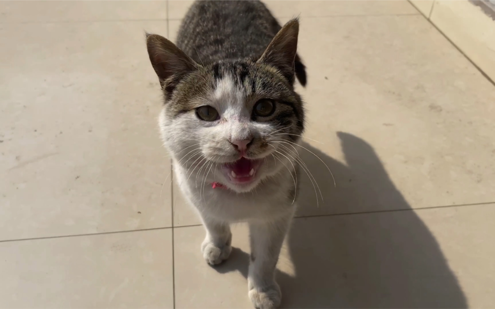 【狸花猫】发现一只喵喵怪!作为一只小猫咪,你也太不高冷了!