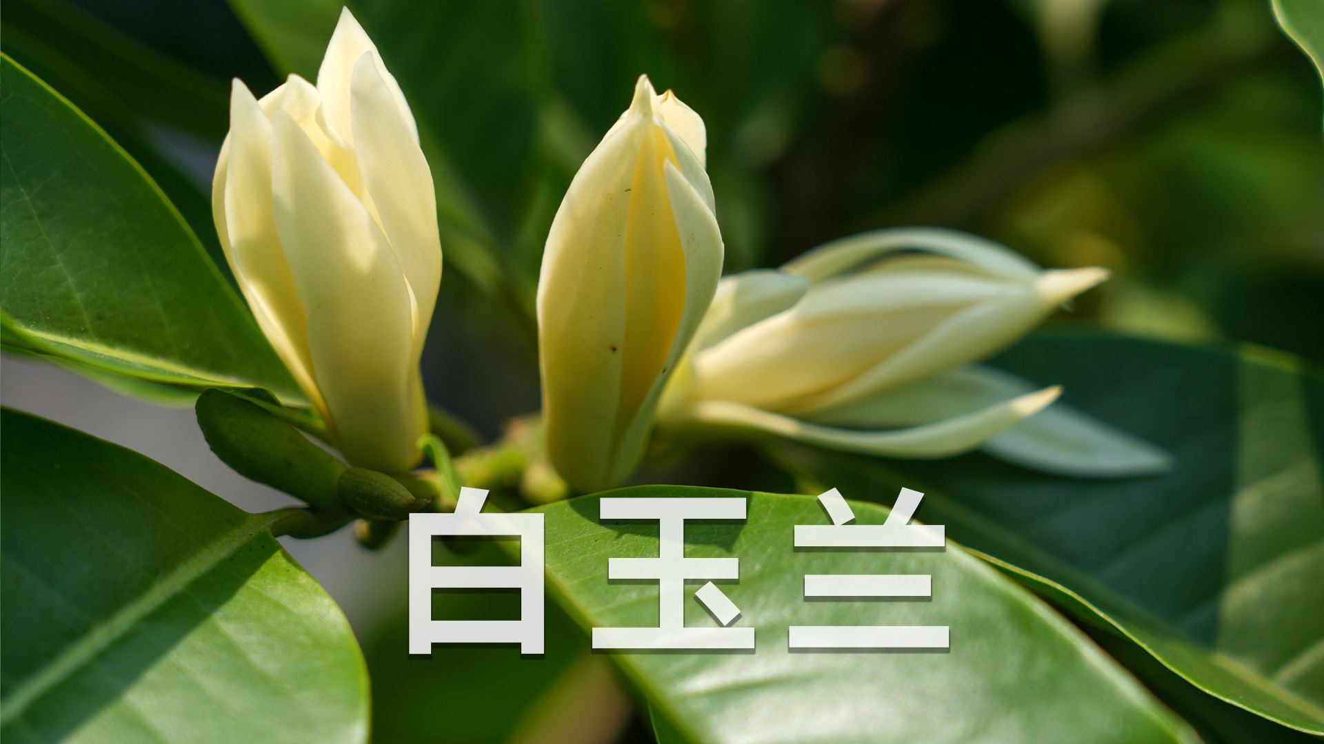 夏季香花白玉兰,如何养护开爆花哔哩哔哩bilibili