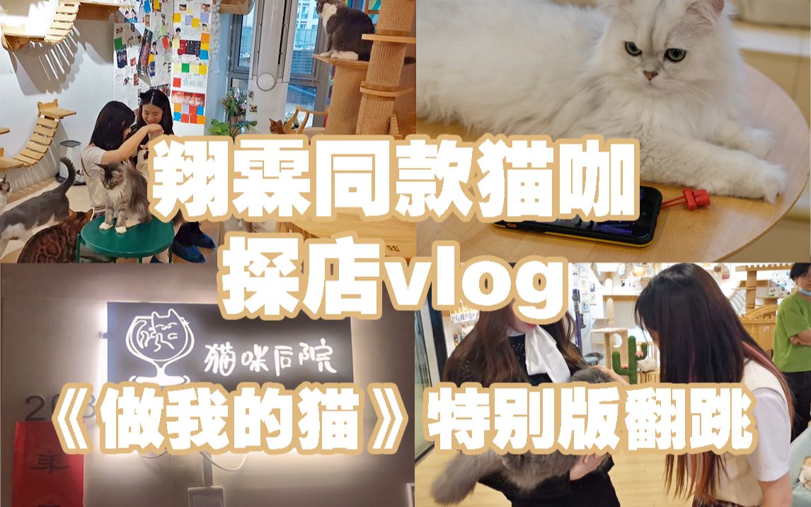 "黑泡猫"与"Tina贺"打卡翔霖同款猫咖[猫咪后院]探店vlog|"十万"乱入《做我的猫》特别版翻跳cover|撸猫好快乐|内涵社死现场|做猫把猫都看愣了哔哩...