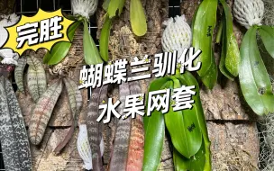 Download Video: 南方地区蝴蝶兰驯化水果网套“完胜”