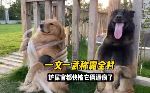 Download Video: 金毛王子和马犬牛牛，一文一武称霸全村，铲屎官都快被它俩逼疯了