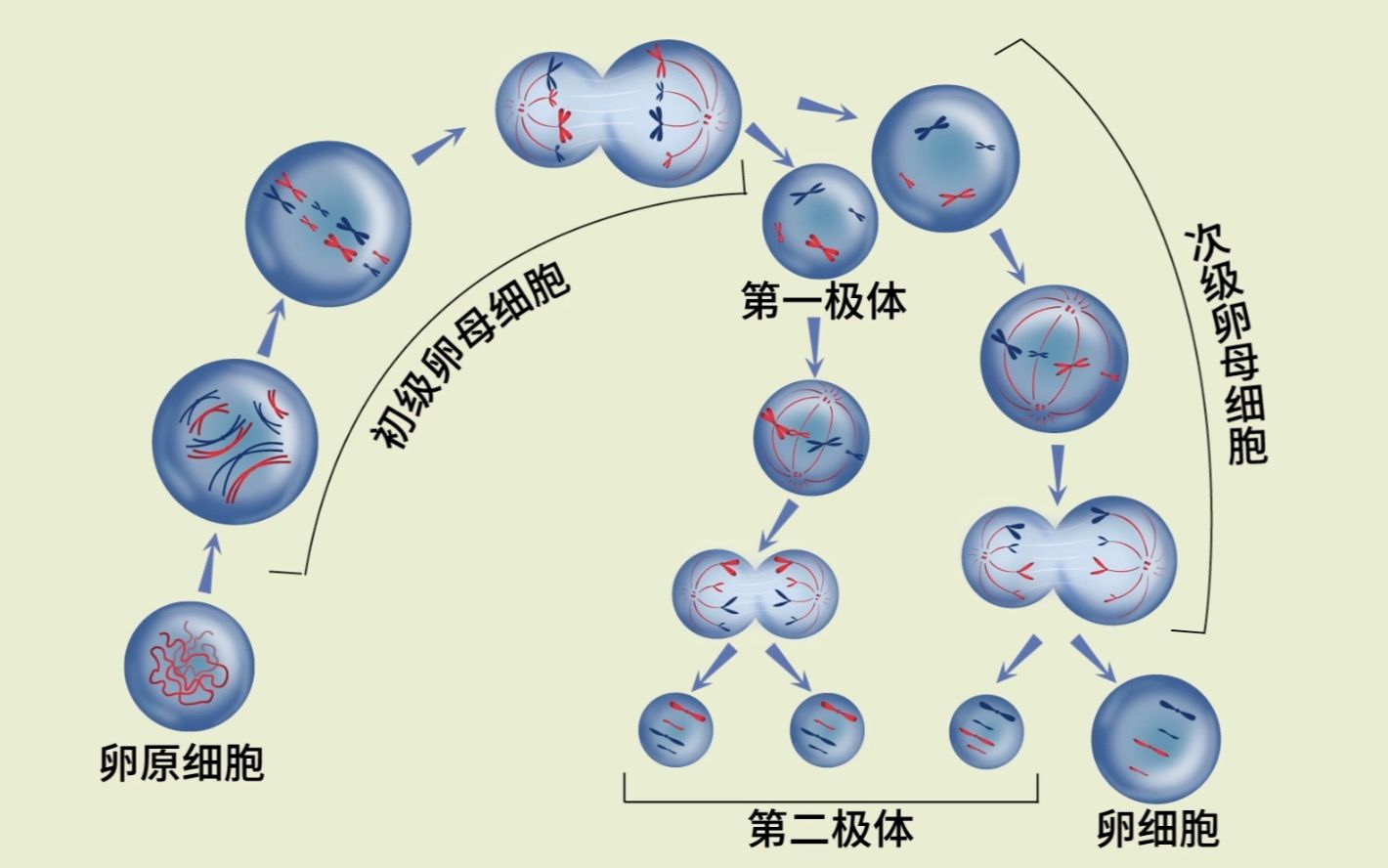 【生物大师 高中重点】减数分裂和受精作用——破镜重圆_哔哩哔哩_bilibili