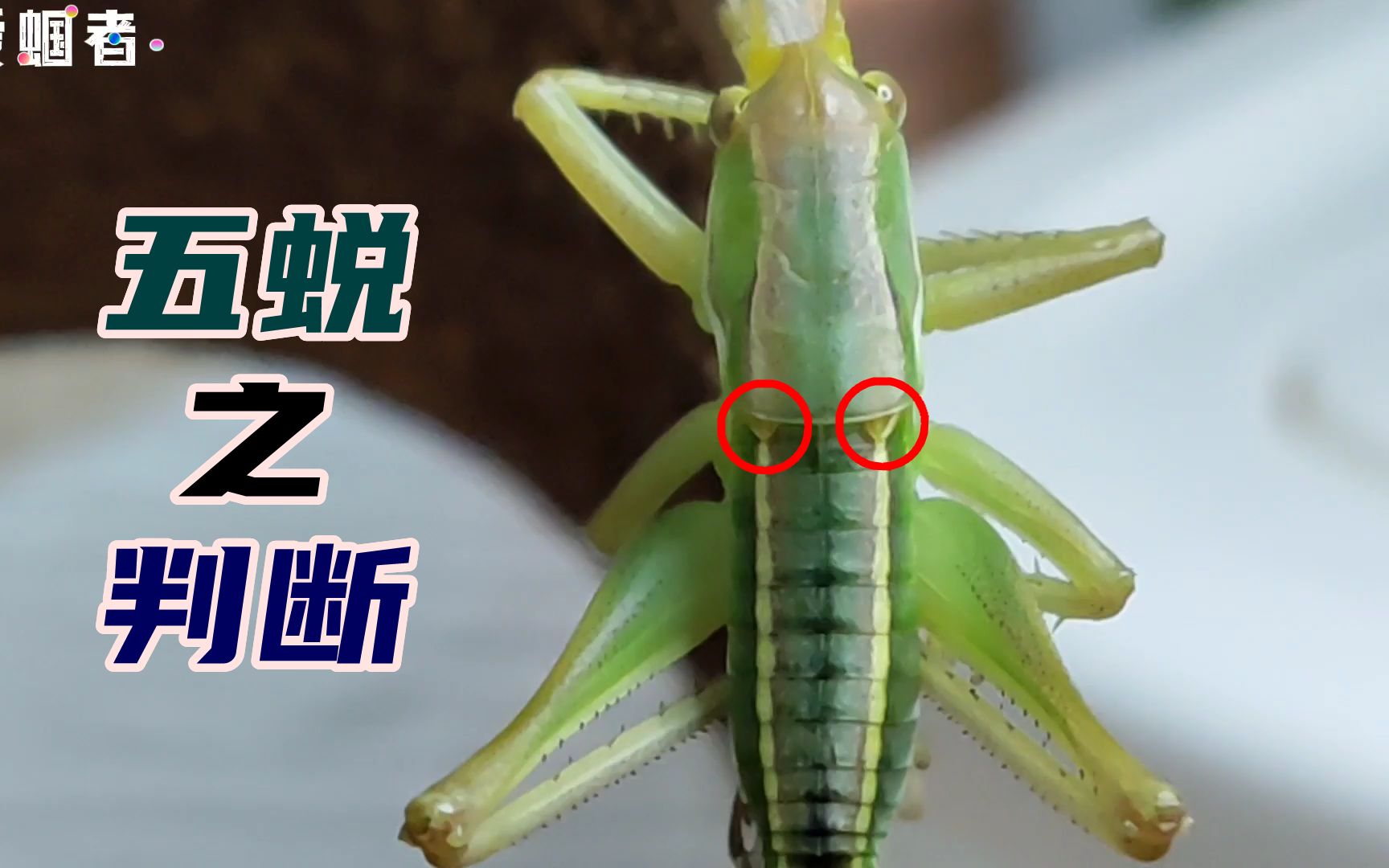 份房寄来的小蝈蝈陆续蜕皮,看一眼就知道是5蜕了,如何判断?