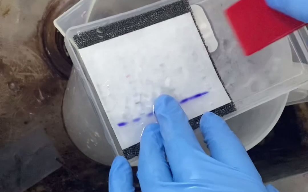 【爱维思科研中心】Western Blot蛋白质印迹法哔哩哔哩bilibili