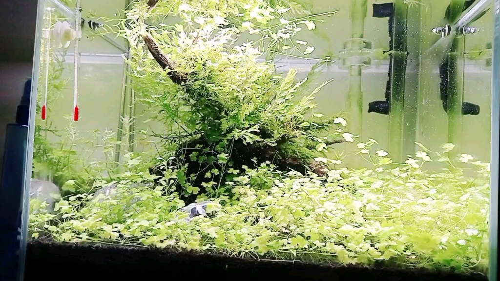 40鱼缸,天胡荽长成草丛了.