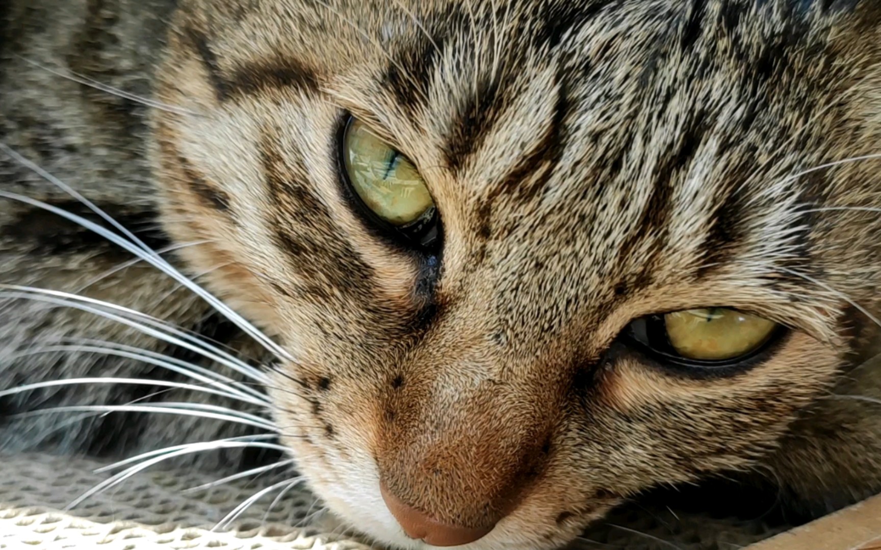 不可直视的猫之竖瞳