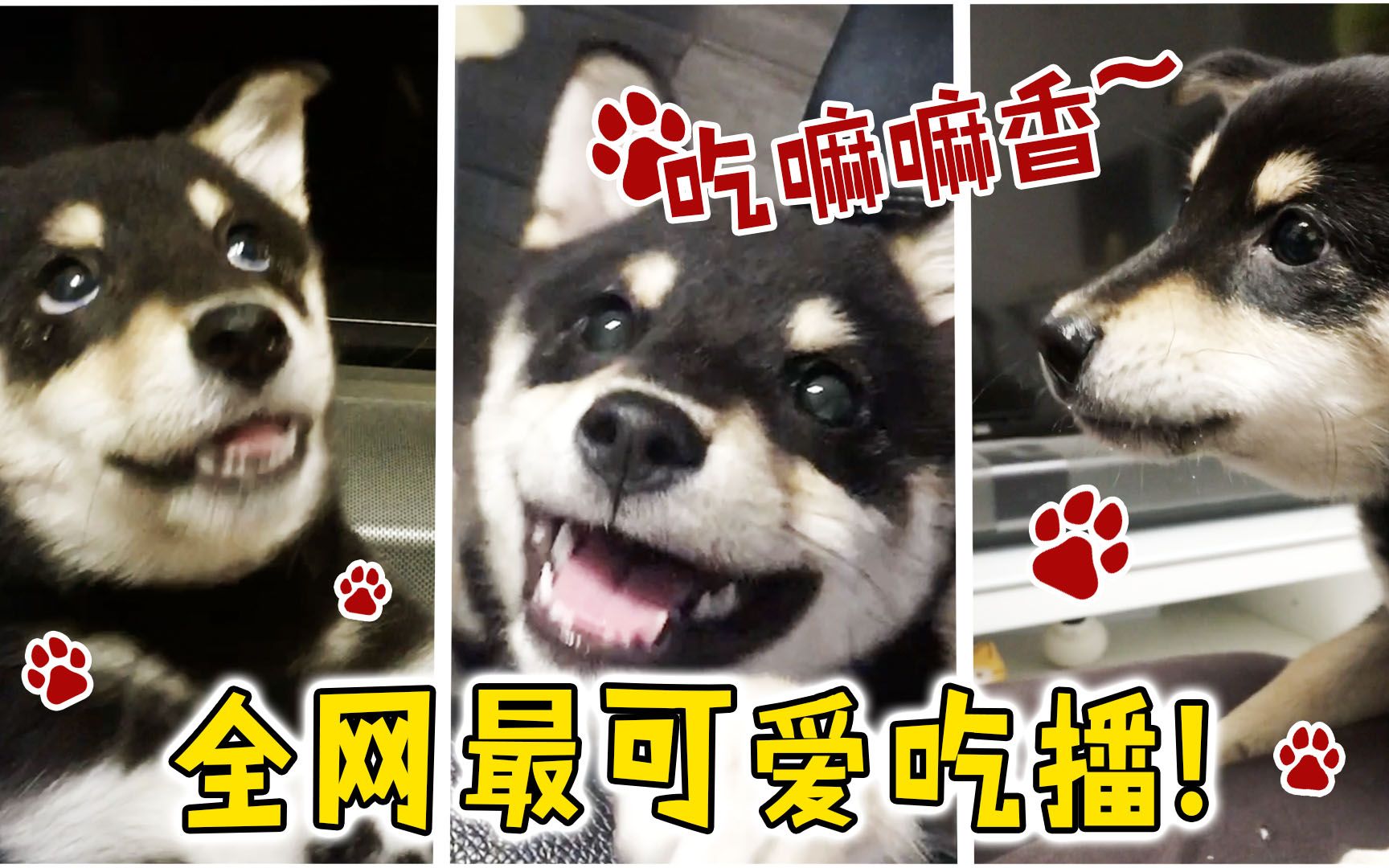 yummy变身小吃播来一发萌萌哒asmr萌宠咀嚼吃货卖萌馋嘴吃货柴犬by