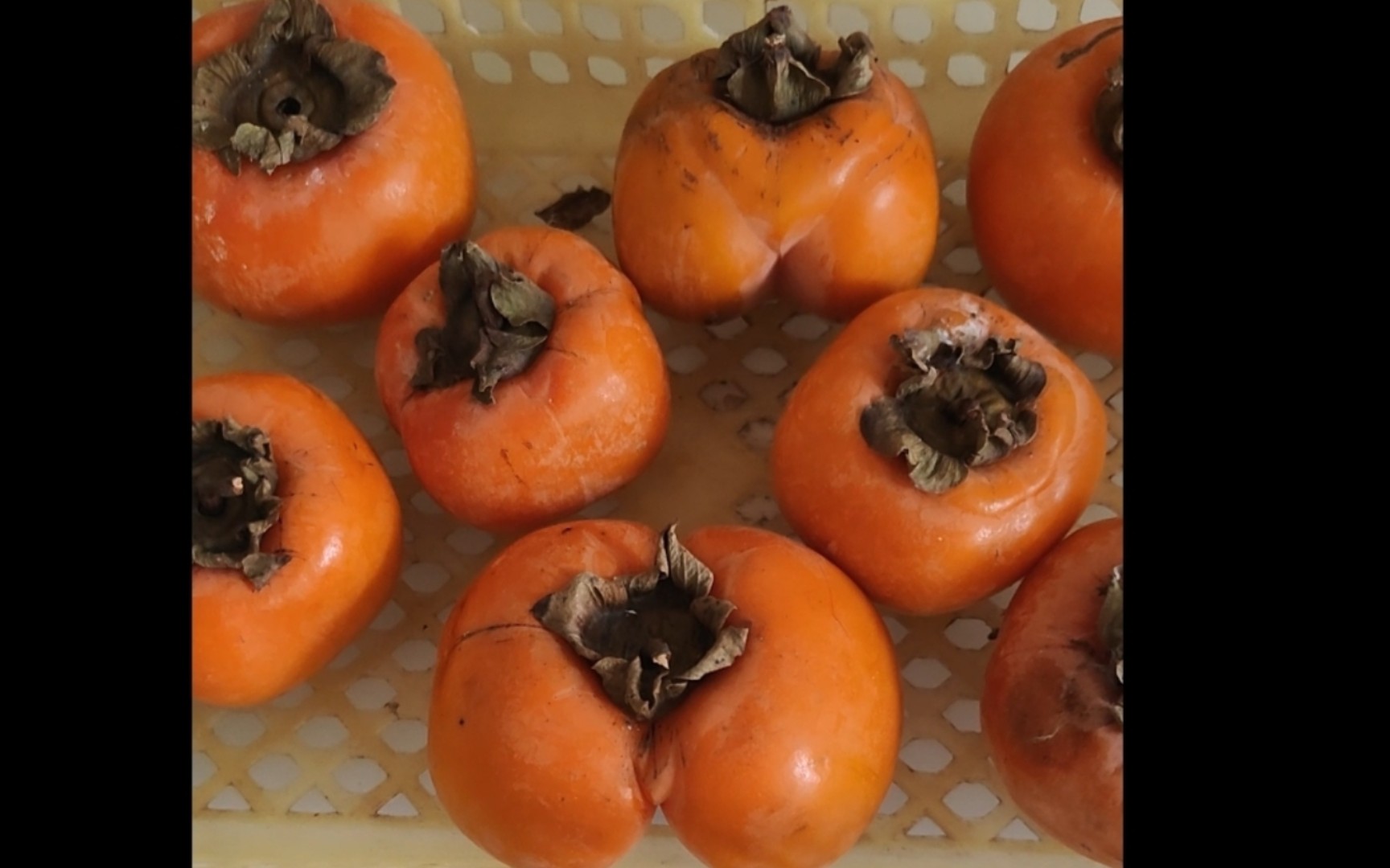 没熟的柿子果然涩