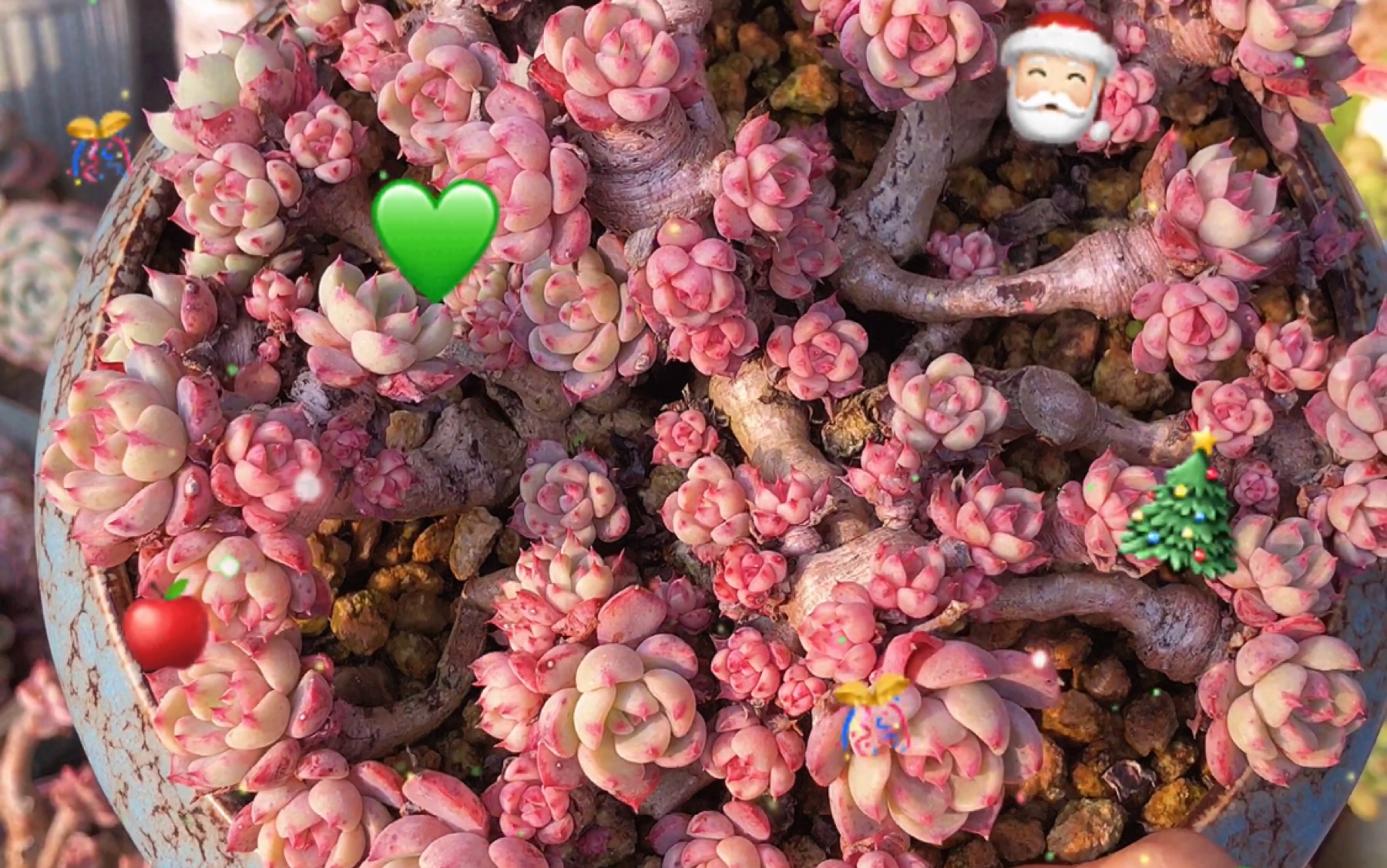 二两甜肉61多肉花园  娜娜小勾