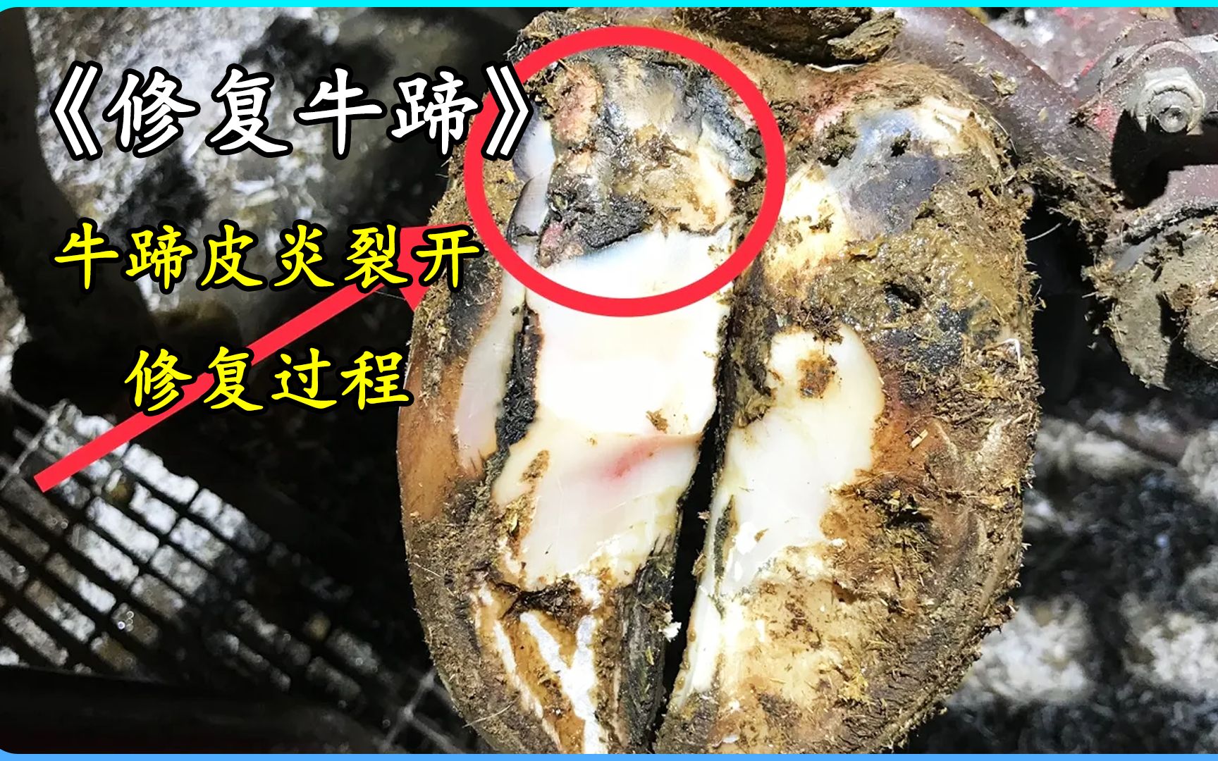 牛蹄皮炎裂开暗藏病灶,看修脚师傅如何修复,全程解压又下饭