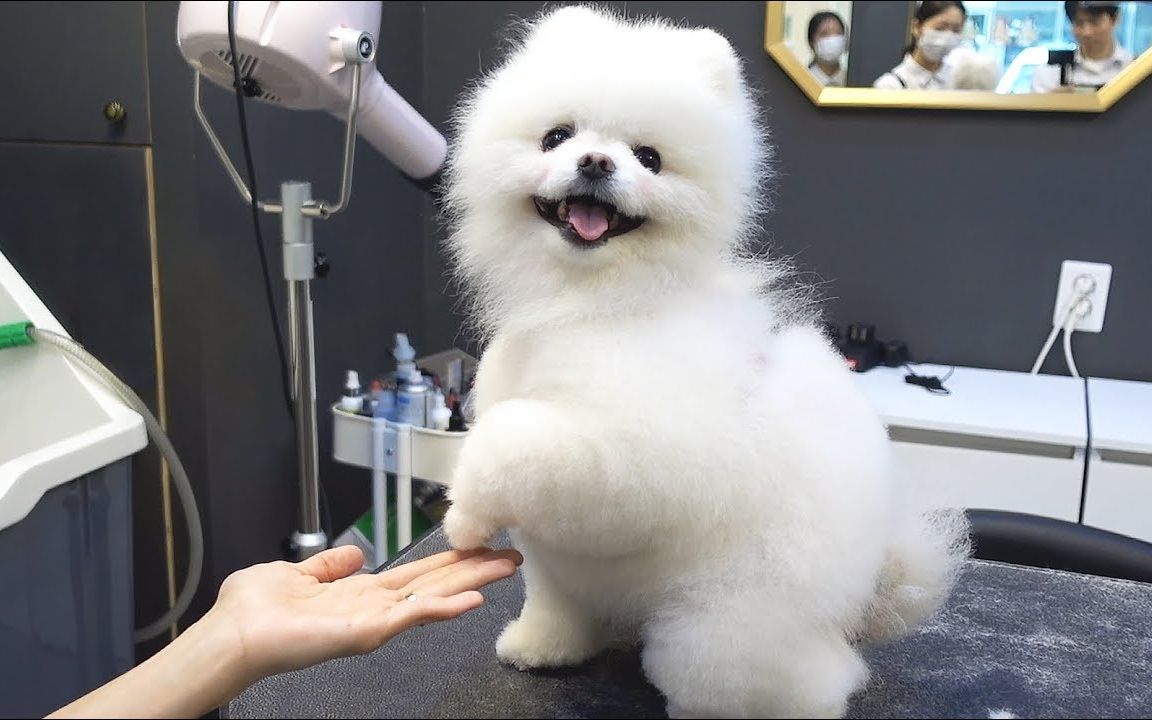 羊驼teddy bear美容实录 || shu and tree【斑豆搬运】