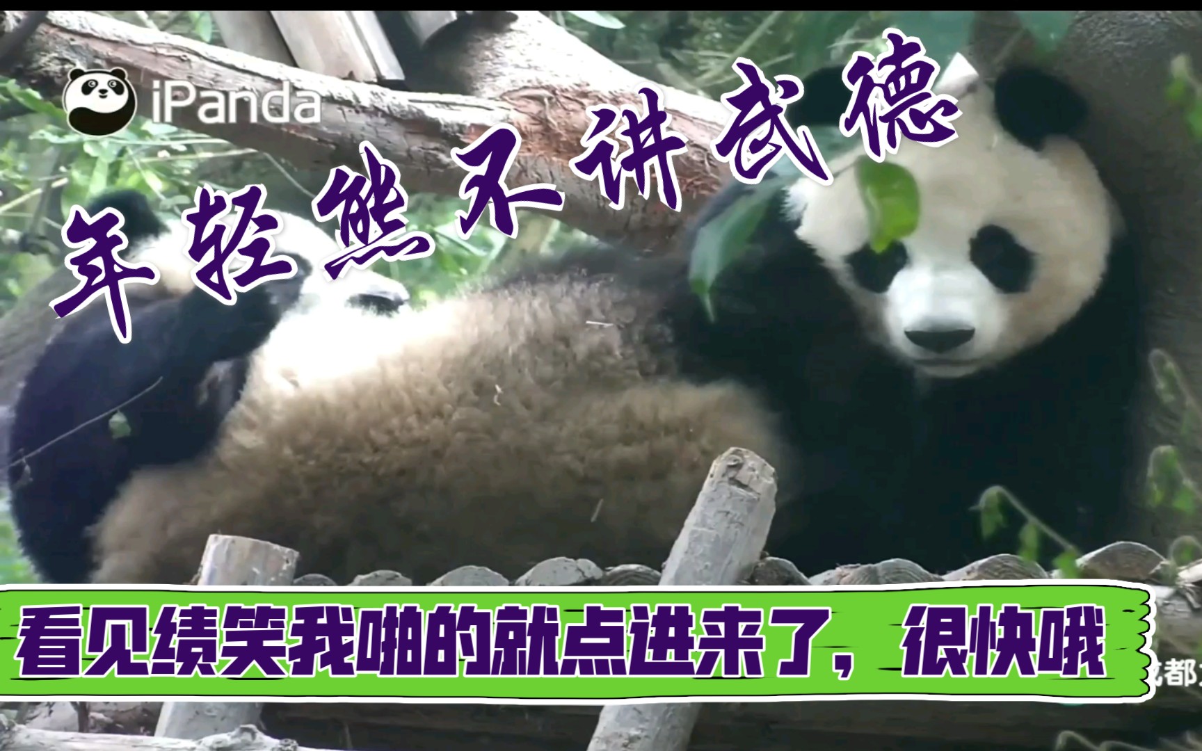 绩丽绩笑笑我劝你要耗子尾汁