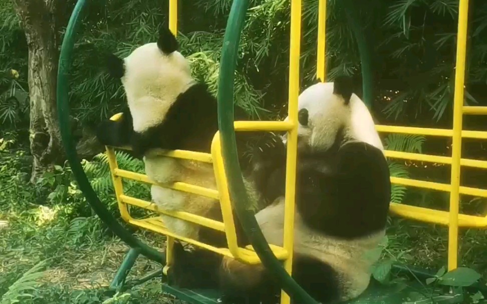 活动作品广州长隆你所没见过的大熊猫打喷嚏