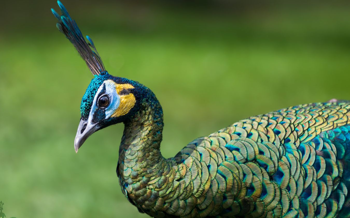 中国土生土长的绿孔雀现在却很少有人记得野外不到500只