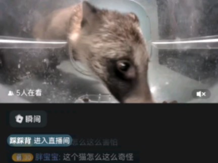 街猫TV之otto指貉为猫智取生辰纲哔哩哔哩bilibili