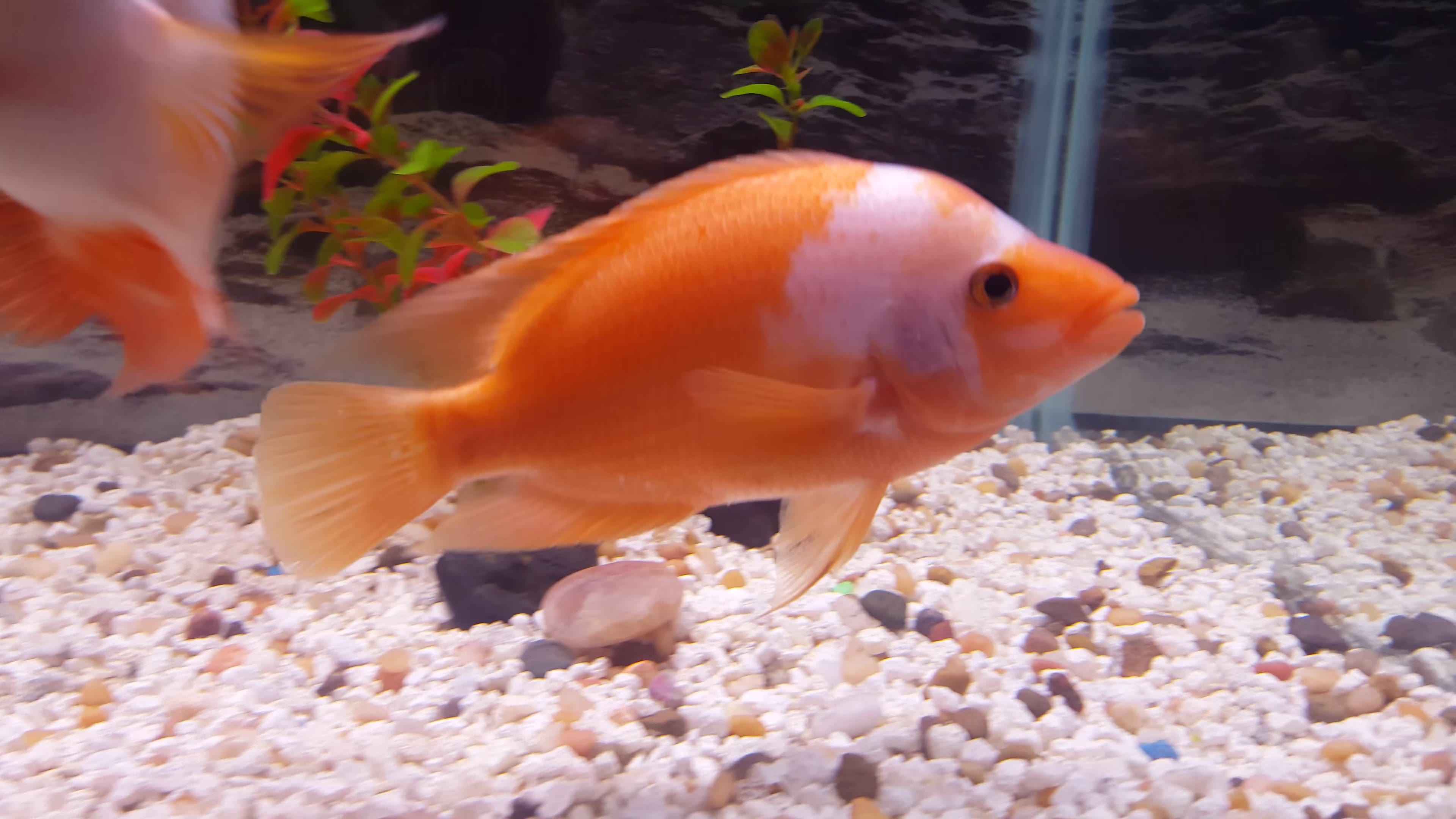 【美洲慈鲷混养】迈达斯 midas cichlids (4k高清版)