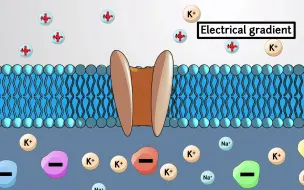 Video herunterladen: 5.4什么是电化学梯度？