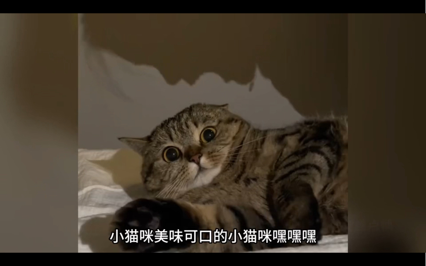 [图]猫：变态