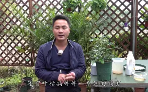 下载视频: “药罐子”月季病害有救了，喷上它之后发病率猛降