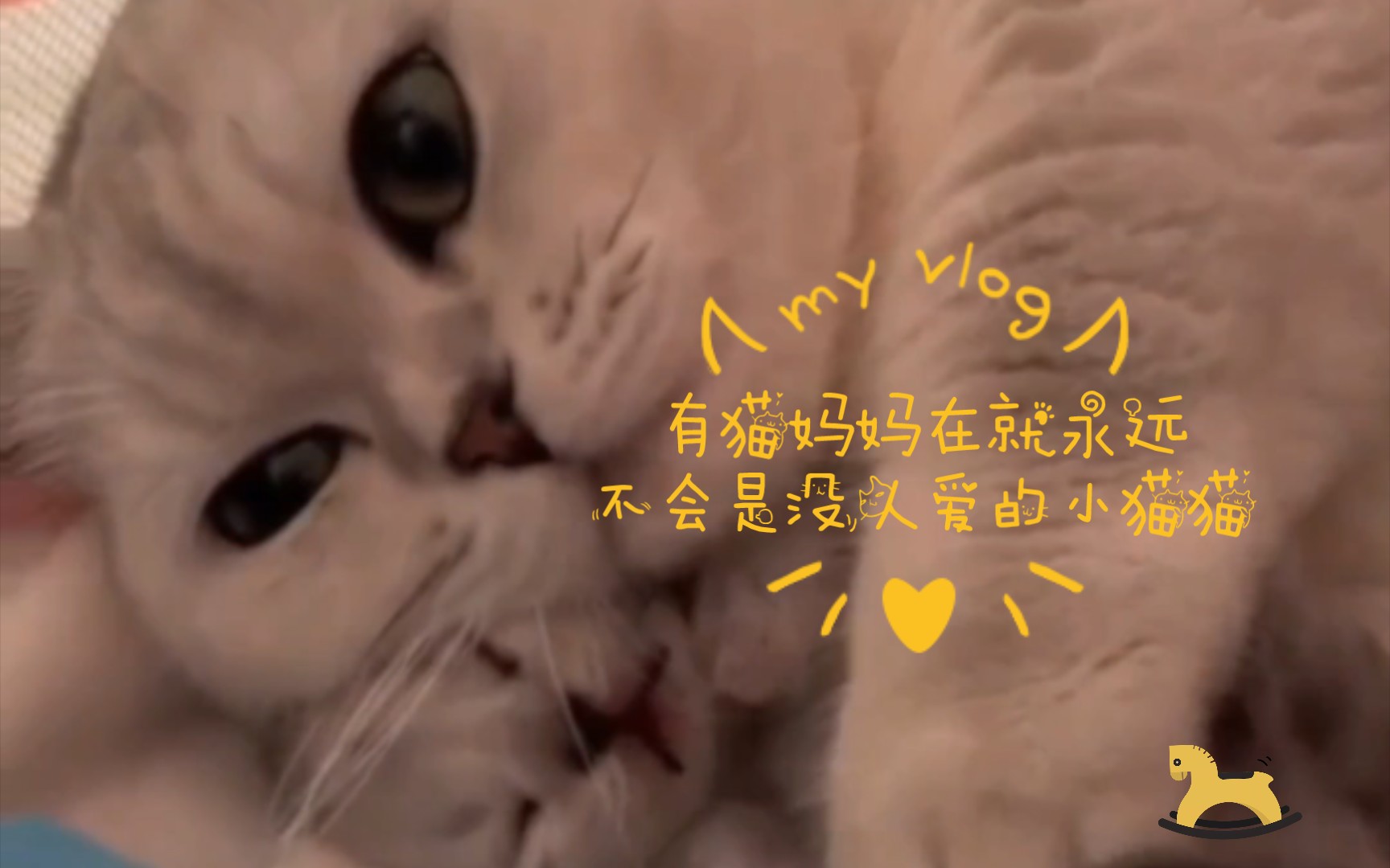 有猫妈妈在就永远不会是没人爱的小猫猫哔哩哔哩bilibili