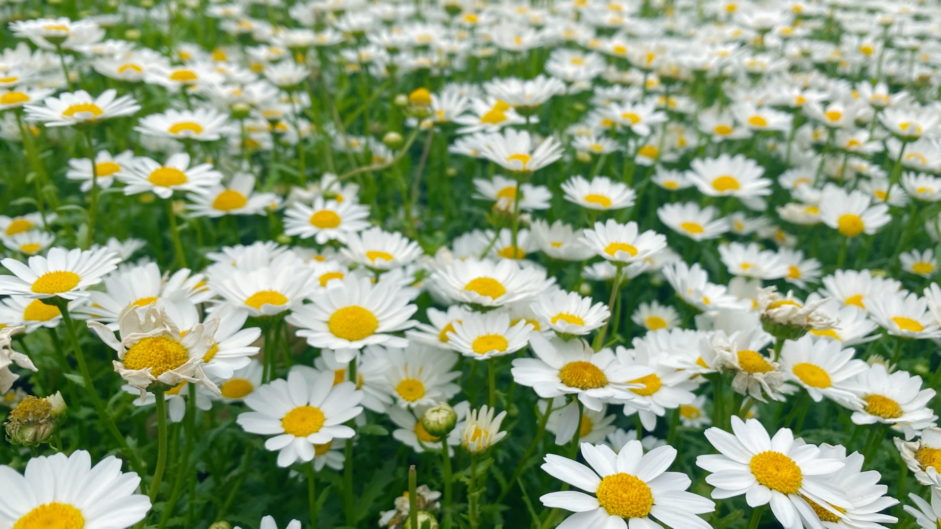 令人心情明朗的花海