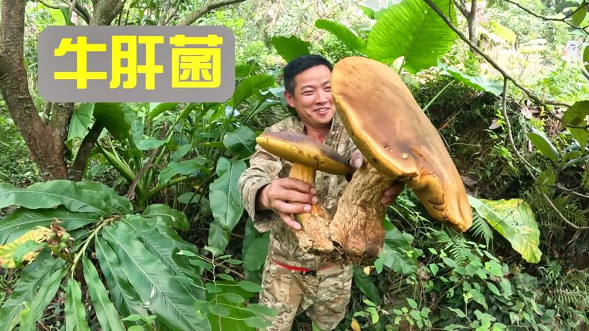 当地人都不敢吃的野生牛肝菌,一会就采了几十斤,这次发财了!哔哩哔哩bilibili