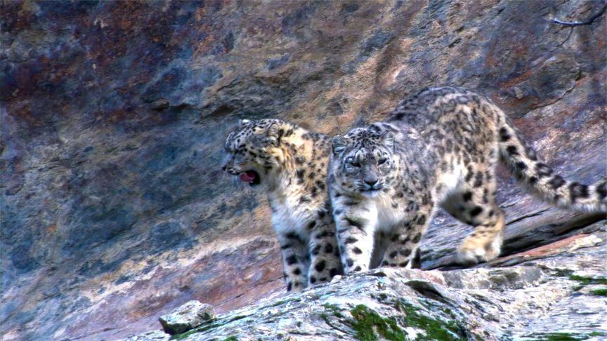 难得一见的雪豹,它们能在悬崖上如履平地