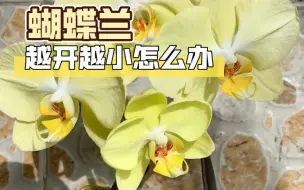 Télécharger la video: 【蝴蝶兰】花花越开越小，怎么办？