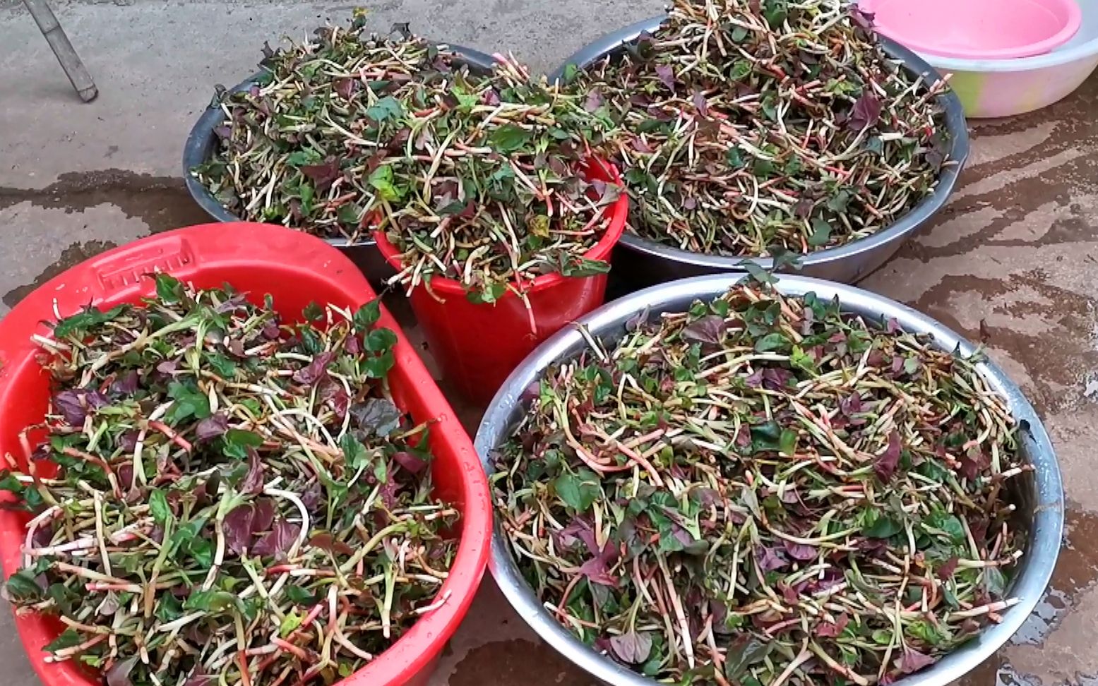 农村姑娘去地里挖折耳根一去就挖了满满4大盆太过瘾了