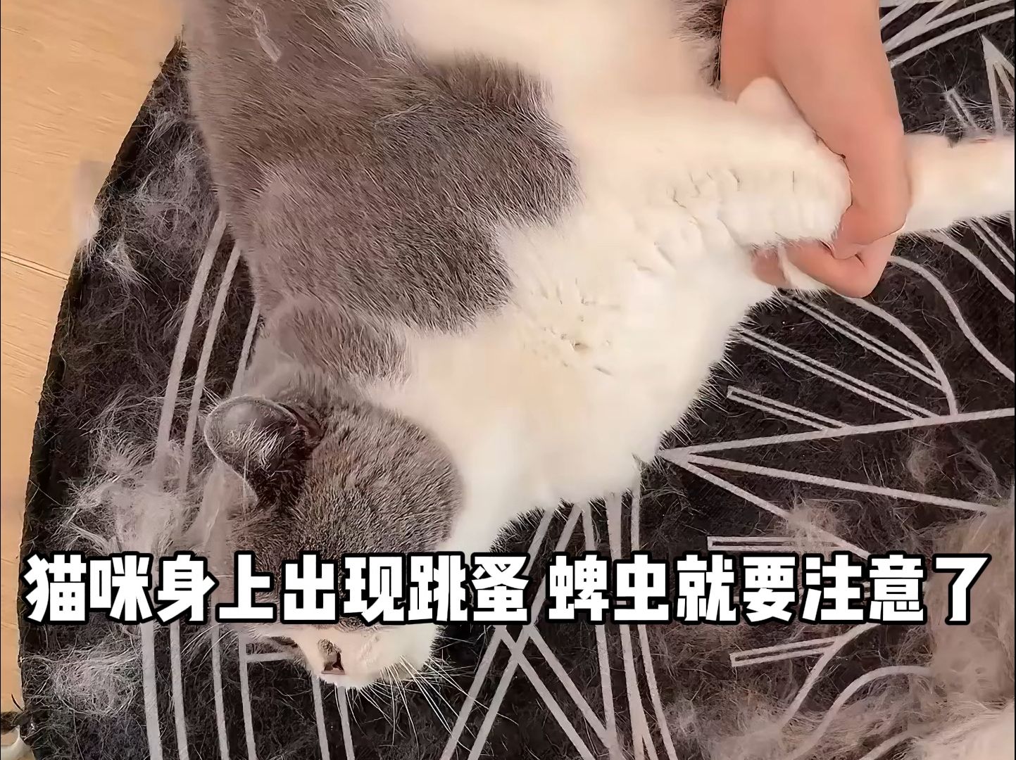 猫身上长蜱虫图片图片