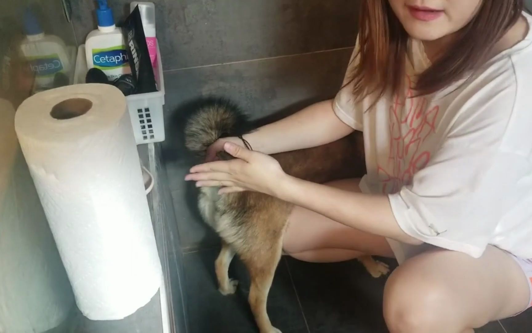 如何给柴犬挤肛门腺?_哔哩哔哩_bilibili