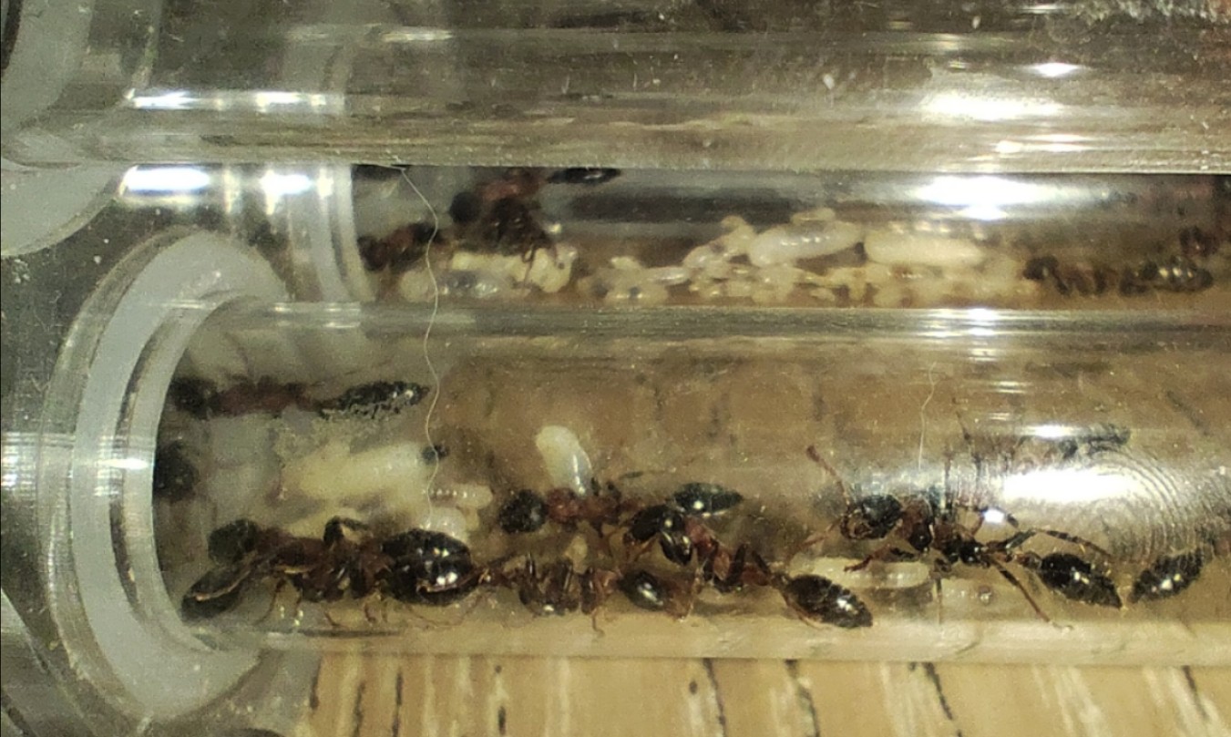 红黑细长蚁上手!刚入巢就卵幼铺地!