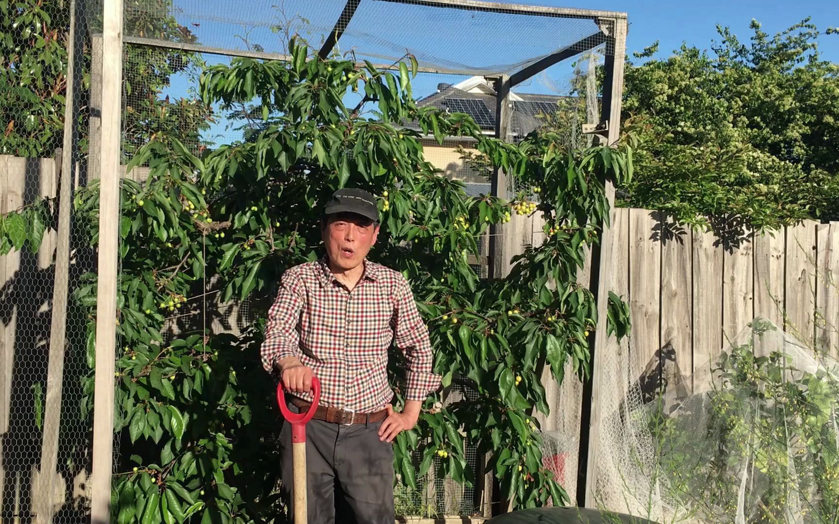 小后院樱桃树种植简单方法 cherry tree pruning 从修剪时间,施肥,浇水和怎么防治病虫害的几个详细步骤在视频中都会演示哔哩哔哩bilibili