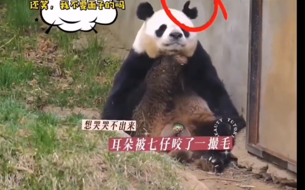 熊猫阿宝耳朵被七仔咬成v形