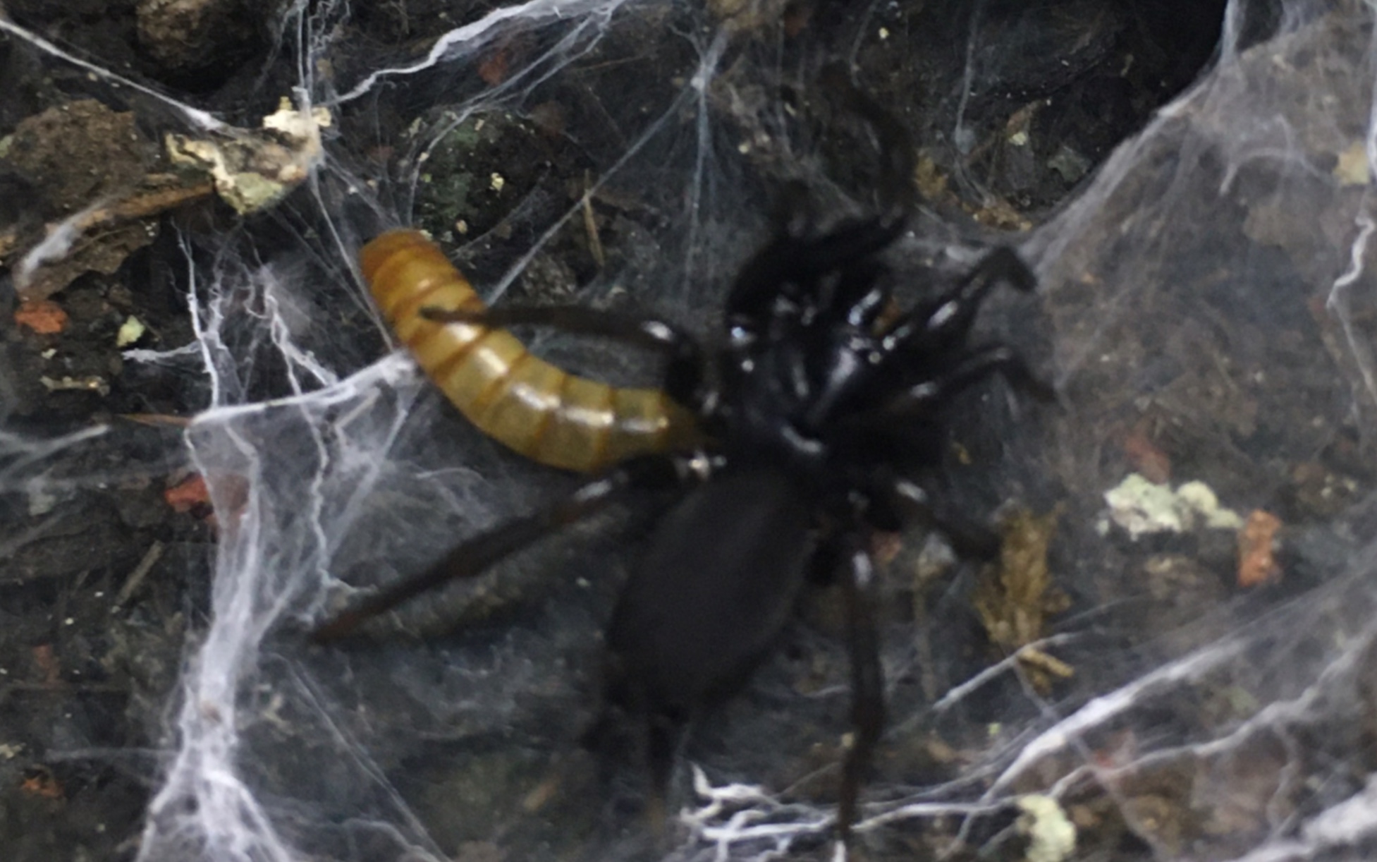 触形大疣蛛捕食面包虫