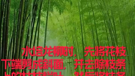 龙柳水培养护方法哔哩哔哩bilibili