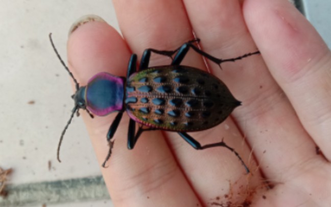 红裙步甲吔万能的香蕉