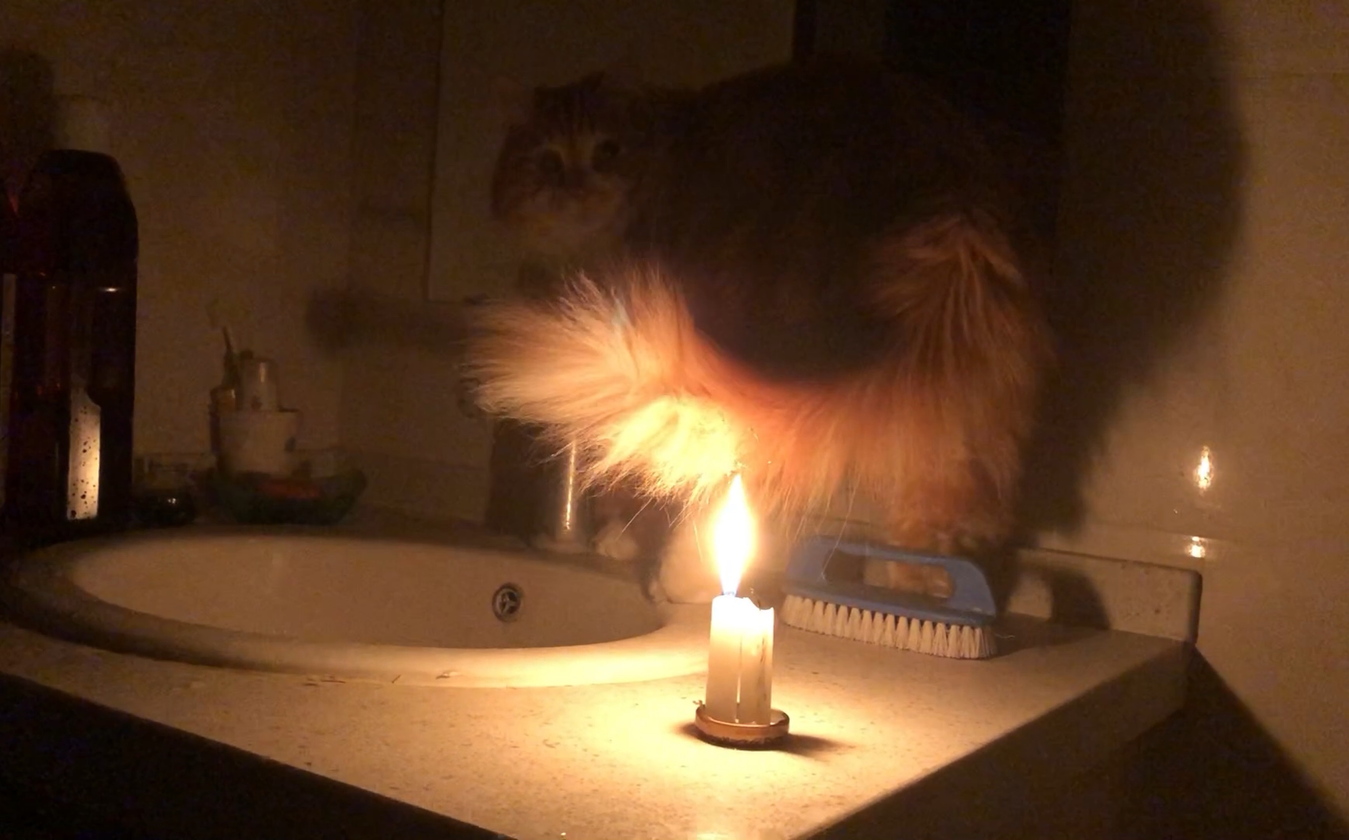 在危险的边缘疯狂试探橘猫作死火烧尾巴