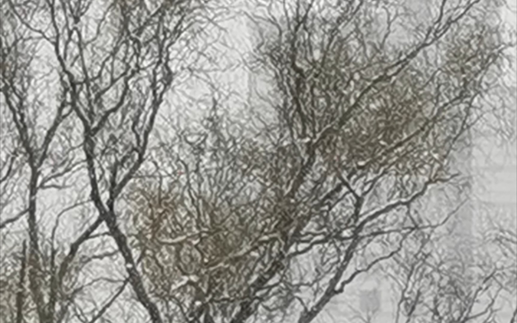 [图]又是一场大雪 今年瑞雪兆丰年好兆头