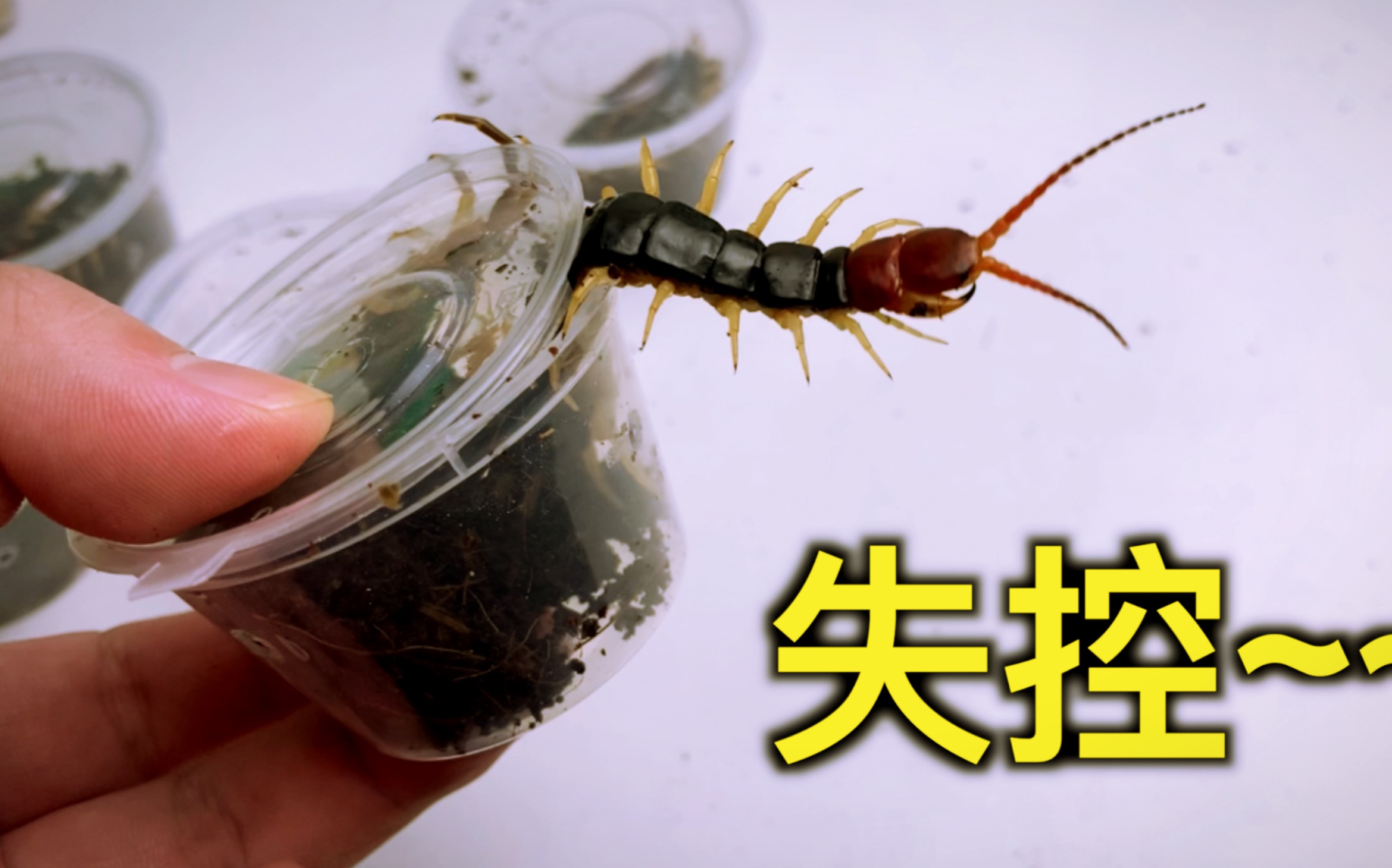 蜈蚣抓牙舞抓吓到我了,场面失控了