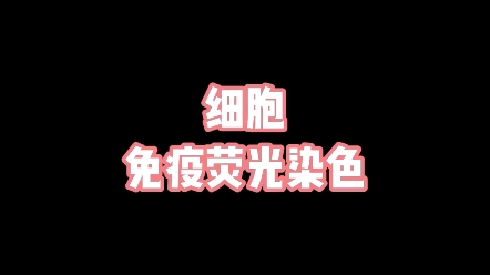 细胞免疫荧光染色哔哩哔哩bilibili