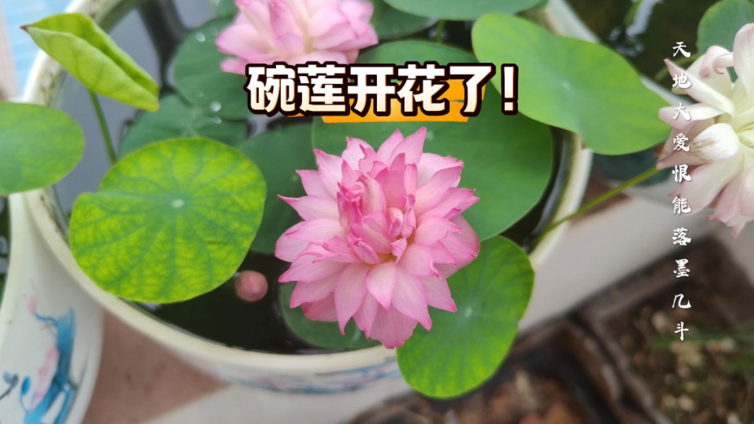 碗莲开花有多美?犹如仙子下凡尘!哔哩哔哩bilibili