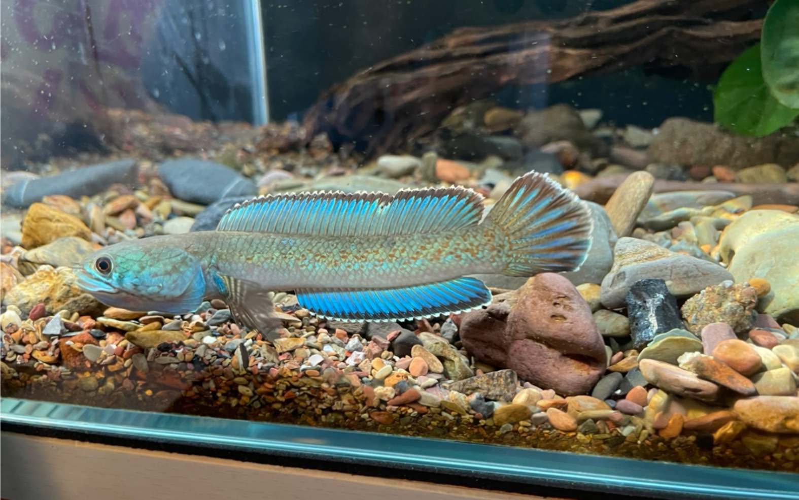 在实验室养雷龙,这是一条可爱的小金尘