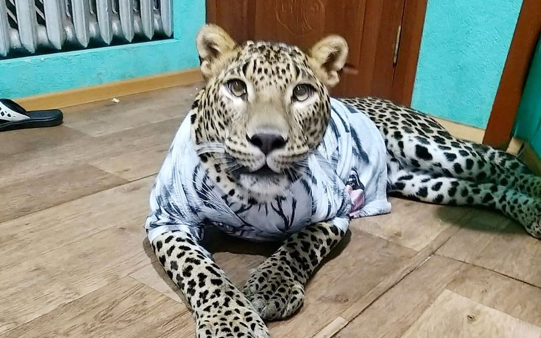 花豹凯撒会喜欢逗猫棒吗