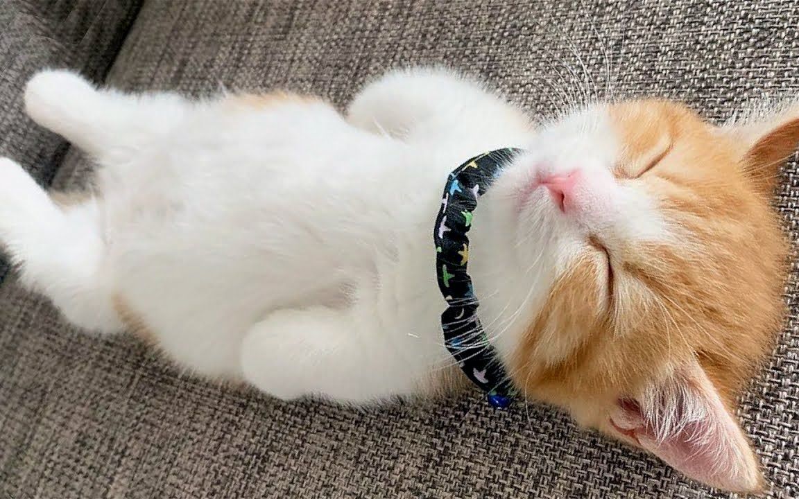 沙雕动物在这里 搞笑萌宠合集-584