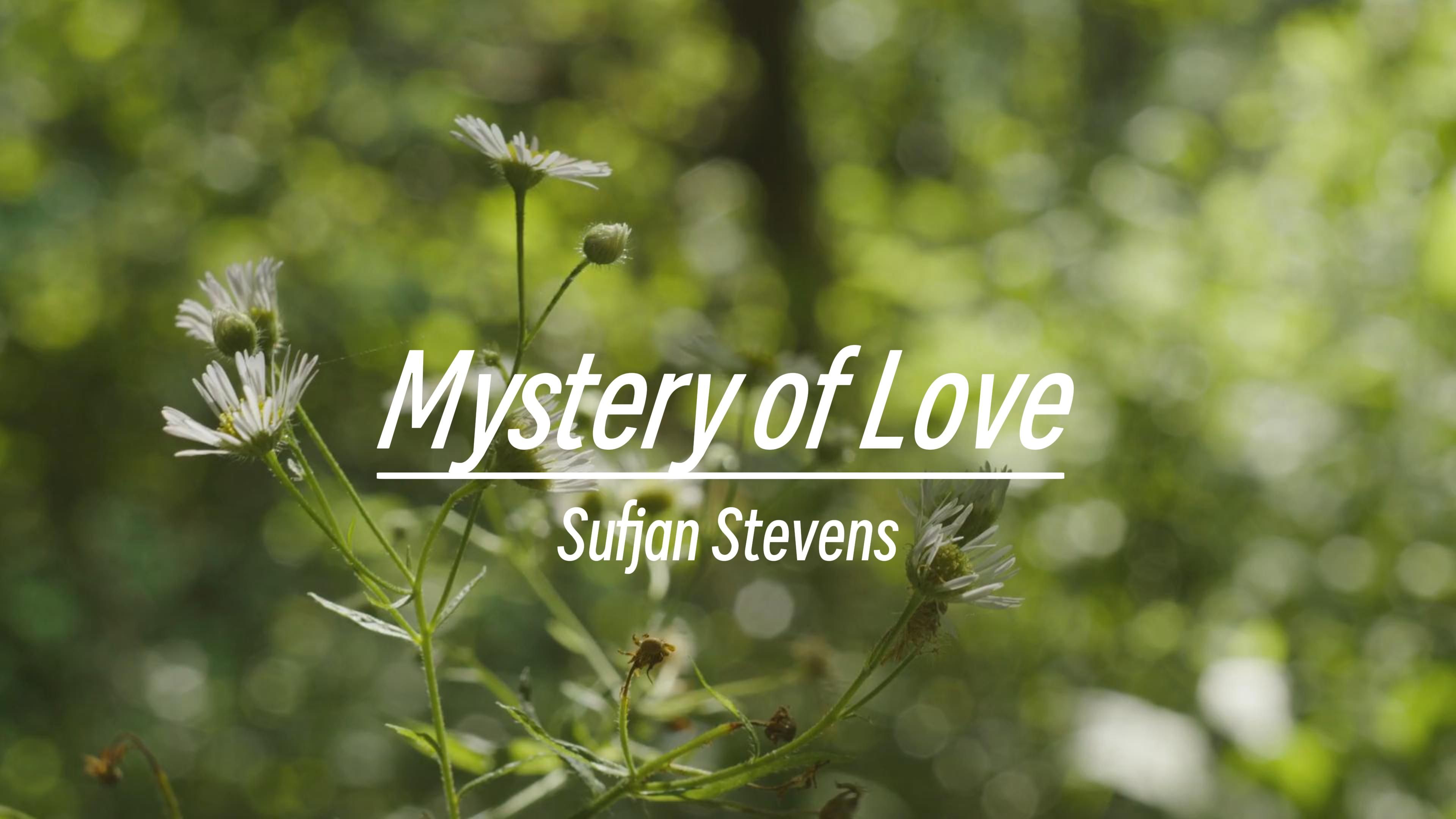 丨送你漫山遍野的小雏菊 ,风乍起 吹动了我们夏梦里的雏菊 mystery of