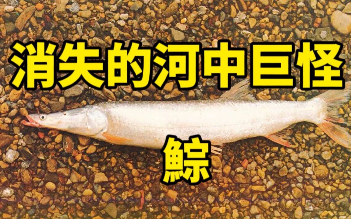 消失的河中巨怪—鯮【御灵苑 蓝星物语】哔哩哔哩bilibili