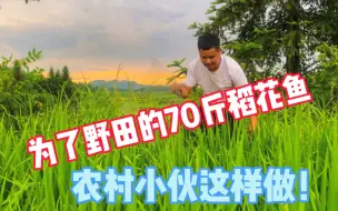 下载视频: 放了70斤稻花鱼，希望秋收有好收获，真香！