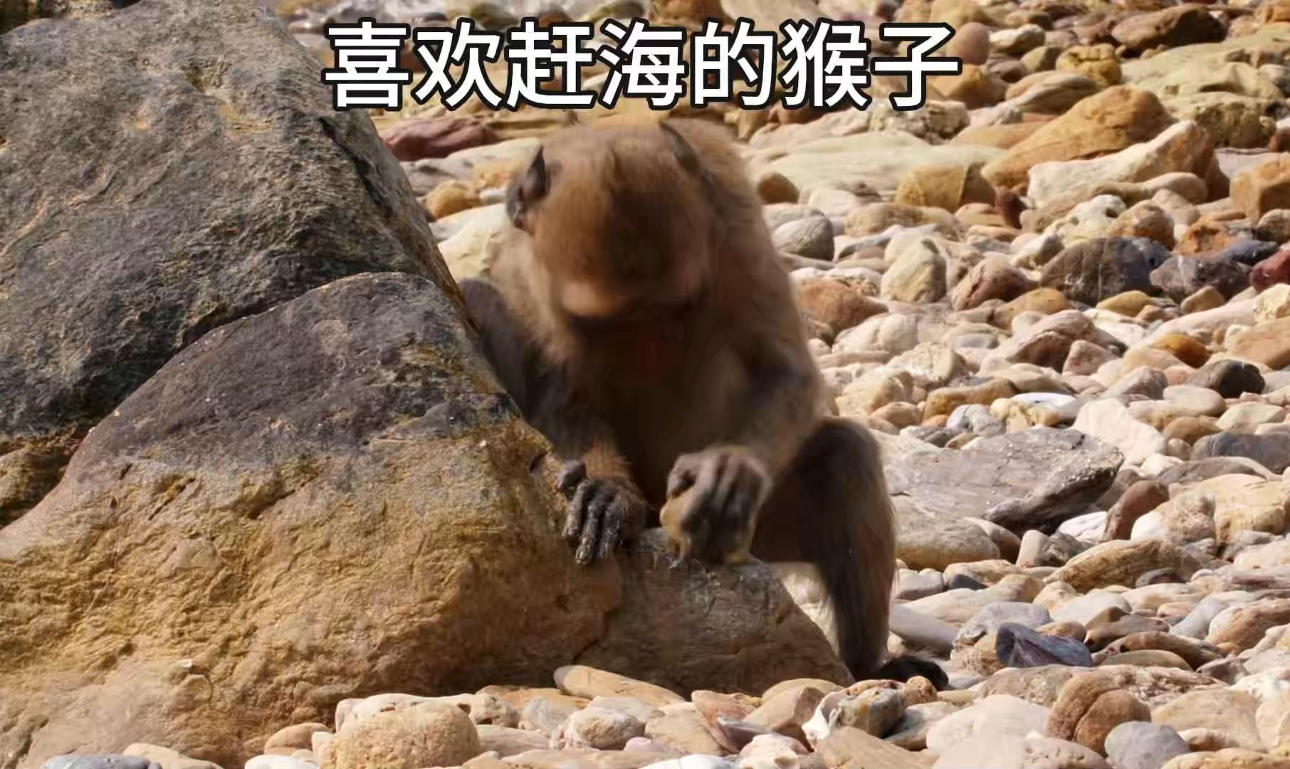 食蟹猴哔哩哔哩bilibili