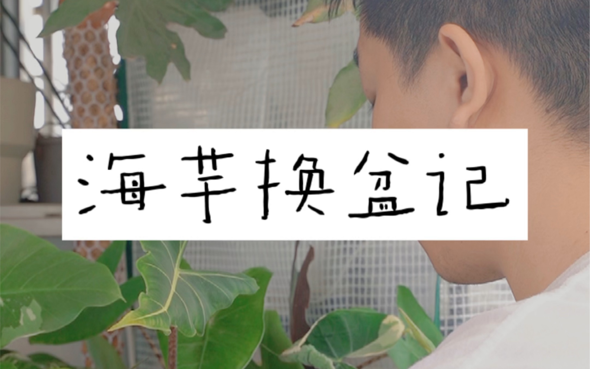 海莲海芋长太快,要换盆呐!_哔哩哔哩_bilibili